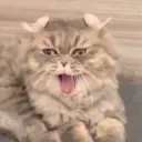 quoicoubebou