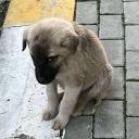 avatar cheri aka ada