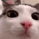 panda_mann
