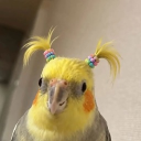 Discord Avatar