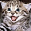 cheshirecat1425