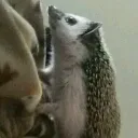 the_hedgelord