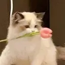 mei_1253