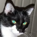 catyboi