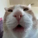 topsneeza