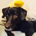pickles9998