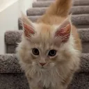 swirfty