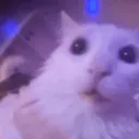 cheese_lad