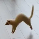 luapanic