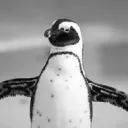 P is for Penguin's Avatar