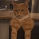 lehnik