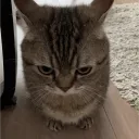 miaumeowmiaumeowmiaumeow