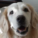 nappydogz