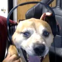 nutyler