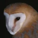 mothpile