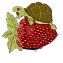 turtle_berry