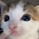 radicalgg