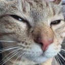 avatar St. Gorp Borfgup IV