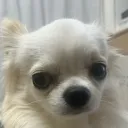 zminto