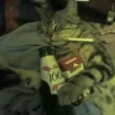 mickkatto