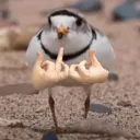 tinycatface