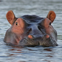 hippo