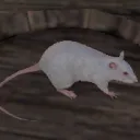 clutchshankrain avatar