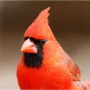 cardinalsk