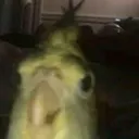 sebshc