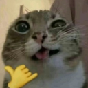 avatar ᴛᴜʟɪᴘ <𝟹