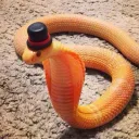 snek2112