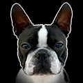 hugosimoes