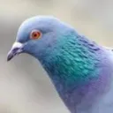 verki_2003