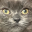 avatar ᴅɪꜱᴄɪᴘʟɪɴᴇ ⏾