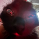 avatar ᴅɪꜱᴄɪᴘʟɪɴᴇ ⏾