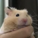 bowlofnoobles