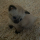 avatar 𐔌՞. .՞𐦯 samich  ꔫ