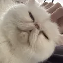lilkai