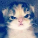 rocket_cat