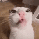 meep803.