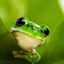 greenfrog07139