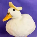 duckyeah