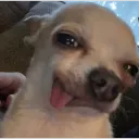 imcris