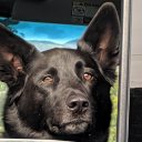 donross.6187#6566's avatar