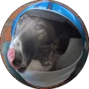 sparkingsteel avatar