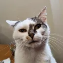 nofryt