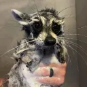 _fty_