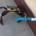 spycrab404