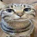 559660tat1904's Avatar