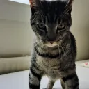 peggert
